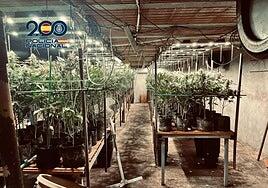 Marihuana bajo pollos