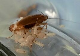 Científicos españoles crean cucarachas fluorescentes que podrían controlar plagas