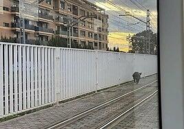 Un jabalí se cuela en un túnel del metro de Valencia y mantiene en jaque a la Policía