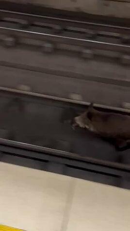 Un jabalí sobre las vías del metro de Valencia