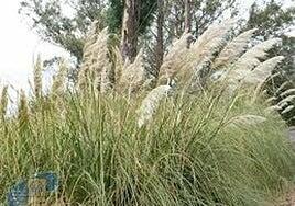 Canarias coordina la lucha contra la expansión del plumacho invasor