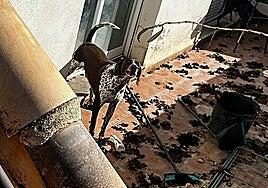 Tres perros viven un infierno en Valencia tras pasar cuatro años encerrados en casa entre excrementos