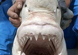 El Instituto Oceanográfico confirma un nuevo registro de tiburón blanco en el Mediterráneo