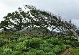Aviso por viento en cumbres, oeste, este y sur de Gran Canaria por rachas de 70-90 km/h