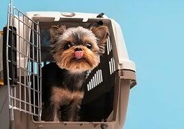 La UE cambia las reglas para viajar con mascota y los perros y gatos de Canarias se preparan para el nuevo requisito