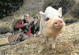 Bulla, la cerda que busca trufas a destajo