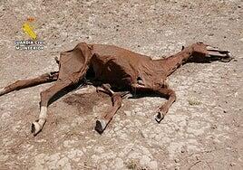 Cuatro yeguas muertas y más de sesenta caballos maltratados en Zaragoza