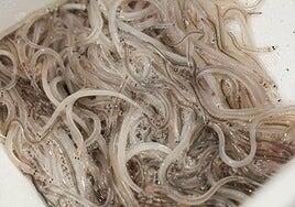 Transición Ecológica pincha en su intento de declarar las anguilas y angulas especie en peligro de extinción