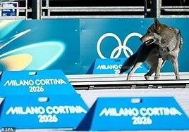 Un perro lobo, el espontáneo más inesperado de los Juegos