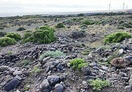 Ingenio prevé un estacionamiento provisional de autocaravanas en El Burrero