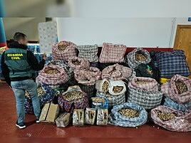 Desarticulada una banda que traficaba con amapolas de uso farmacéutico