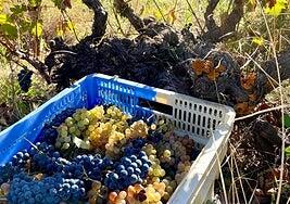 El nuevo arancel global de EE UU del 15% impactará más en las pymes españolas