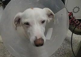 Condenado a pagar 2.500 euros por lanzar ácido a un perro en Alicante