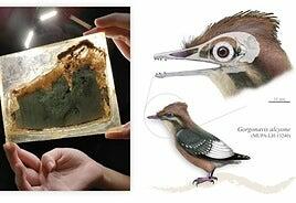 Encontrado en Cuenca el fósil de una nueva especie de ave de hace 125 millones de años