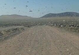 La calima trae una nube de langostas africanas a Lanzarote y Tenerife