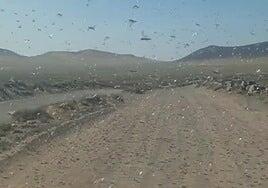 Alerta en Lanzarote por la plaga de langostas, en directo
