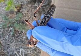El viento llevó a gran parte del enjambre de langostas al mar
