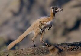Hallan el fósil de un dinosaurio del tamaño de una paloma que cambia las hipótesis evolutivas