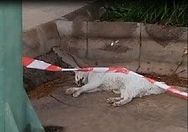 Un gato permanece dos días muerto en el parque de San Gregorio de Telde sin que nadie lo retire