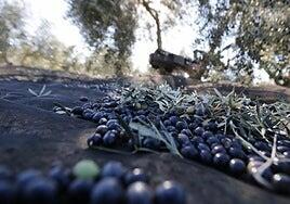 La amenaza comercial de Trump a España golpea al aceite, el vino y los coches