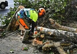 El viento tumba un árbol en el cementerio de Vegueta