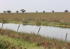 La Fiscalía demanda a Transición Ecológica por no actuar ante los robos de agua en Doñana