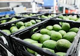 HiperDino compra más de 1 millón de kilos de aguacates canarios: el manjar verde de la alimentación saludable