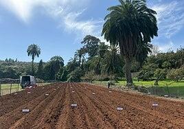 Ocho variedades nuevas entre las 24 testadas en el ensayo de papas de 2026