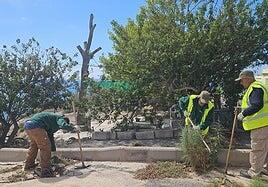 El convenio entre Limpieza y Foresta permite retirar 23 toneladas de residuos vegetales en San Bartolomé de Tirajana