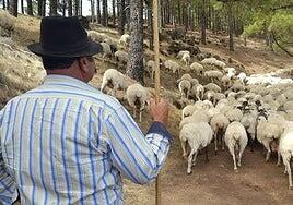 El Cabildo de Gran Canaria vuelve a remunerar a las familias ganaderas por el pastoreo antiincendios
