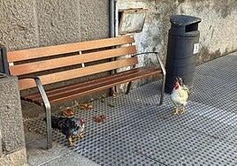 Santa Brígida retira casi 200 aves de sus calles