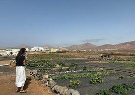 Suelo agrícola en Arrecife para un plan de integración social