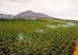 Detectan bacterias resistentes a antibióticos en aguas recicladas para el riego en Canarias