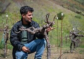 Gran Canaria, una isla de viñas altas y raíces profundas