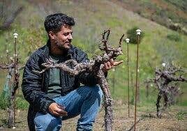 Gran Canaria, una isla de viñas altas y raíces profundas