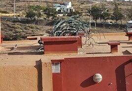 Ingenio usará aves cetreras para reducir la plaga de palomas