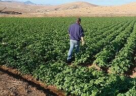 5,9 millones para que la red de riego llegue a los agricultores del sur de Fuerteventura