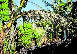 La expansión de plagas pone en riesgo el 25% de la producción del plátano de Canarias