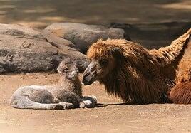 Entre tantos dromedarios, nace el octavo camello bactriano de Fuerteventura