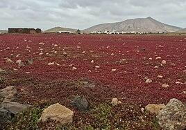El cosco: no sólo paisaje, es historia de Fuerteventura