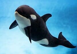 Loro Parque celebra el primer año de vida de Teno, un hito histórico para la ciencia y la conservación marina