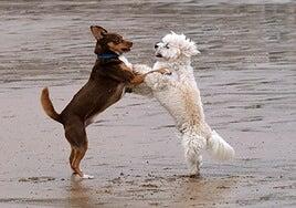 Viajar con perro en Semana Santa: el plan de descanso de muchos canarios puede acabar en estrés crónico