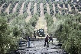 Las cifras del sector agroalimentario