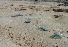 La carabela portuguesa, de nuevo en aguas canarias: bandera amarilla en tres playas de Tenerife