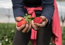 Al campo ya no le salen las cuentas