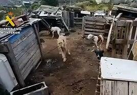 Investigan a un vecino de La Aldea tras hallar 29 perros entre suciedad, cadenas y abandono