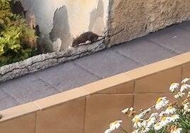 Denuncia vecinal en La Feria: «Vemos ratas como conejos en nuestro portal»