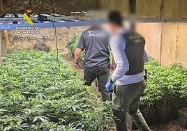 Desmantelan en Tenerife una finca dedicada al cultivo, transformación y distribución de marihuana