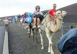 Yaiza pide unidad institucional, a nivel insular, en defensa del sector camellar