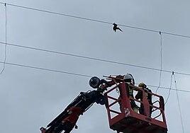 Endesa rescata a una pardela atrapada en un tendido eléctrico a 22 metros de altura